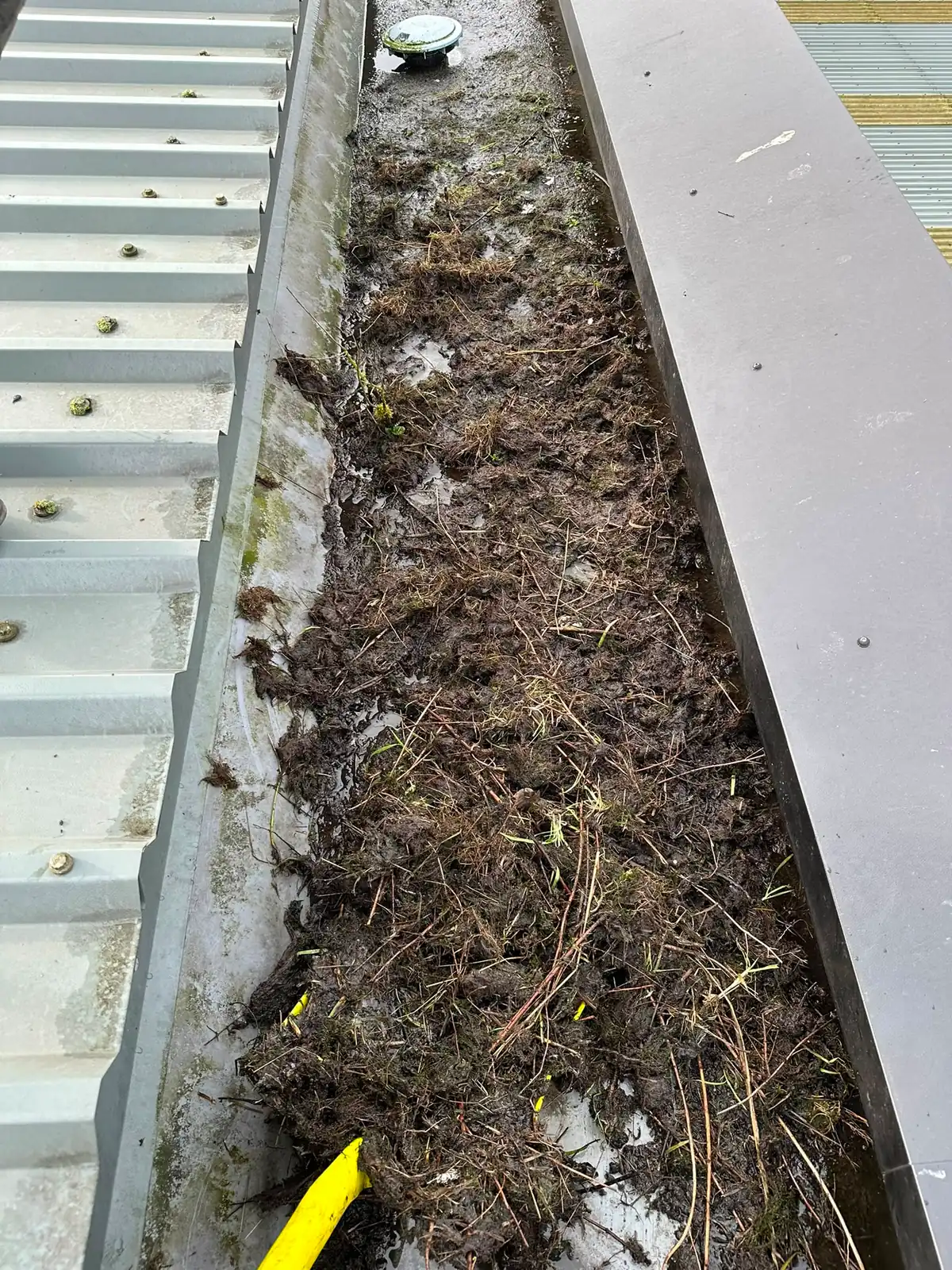 An industrial box gutter packed with silt and plant growth.